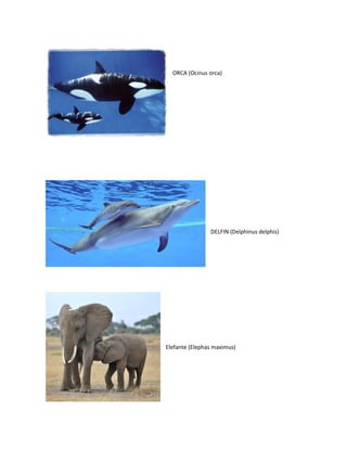 ORCA (Ocinus orca)
DELFIN (Delphinus delphis)
Elefante (Elephas maximus)
 