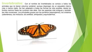 Invertebrados: Con el nombre de invertebrados se conoce a todos los
animales que no tienen columna vertebral, aunque dispongan de un esqueleto interno
más o menos rígido. Se han adaptado a todas las formas de vida posibles, desde los
fondos marinos hasta las cumbres más altas. Son las especies más antiguas y también
las más numerosas. Los principales grupos son los poríferos (espongiarios), los cnidarios
(celentéreos), los moluscos, los anélidos, artrópodos y equinodermos.
 