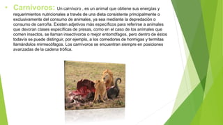 • Carnívoros: Un carnívoro , es un animal que obtiene sus energías y
requerimientos nutricionales a través de una dieta consistente principalmente o
exclusivamente del consumo de animales, ya sea mediante la depredación o
consumo de carroña. Existen adjetivos más específicos para referirse a animales
que devoran clases específicas de presas, como en el caso de los animales que
comen insectos, se llaman insectívoros o mejor entomófagos, pero dentro de éstos
todavía se puede distinguir, por ejemplo, a los comedores de hormigas y termitas
llamándolos mirmecófagos. Los carnívoros se encuentran siempre en posiciones
avanzadas de la cadena trófica.
 