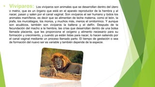 • Vivíparos: Los vivíparos son animales que se desarrollan dentro del útero
o matriz, que es un órgano que está en el aparato reproductor de la hembra y al
nacer, pasan y salen por el canal vaginal. Son vivíparos el ser humano y todos los
animales mamíferos, es decir que se alimentan de leche materna, como el león, la
jirafa, los murciélagos, los monos, y muchos más, menos el ornitorrinco. Y aunque
son acuáticos, también son vivíparos la ballena y el delfín. Después de la
fecundación del macho a la hembra, las crías que desarrollan dentro de una bolsa
llamada placenta, que les proporciona el oxígeno y alimento necesario para su
formación y crecimiento, y cuando ya están listas para nacer, lo hacen saliendo por
el canal vaginal mediante un proceso llamado parto. El tiempo de gestación o sea
de formación del nuevo ser es variable y también depende de la especie.
 