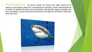 • Ovovivíparos: Se forman dentro de huevos que están dentro de la
madre y en el trayecto uterino se va rompiendo el cascarón y nacen directamente de
la madre. Un ejemplo de ellos son las serpientes. Hay también algunos insectos que
son ovovivíparos, ya que conservan los huevos en la vagina de la hembra, hasta que
nacen las crías.
 