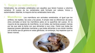 1. Según su estructura:
Vertebrados: los animales vertebrados son aquellos que tienen huesos y columna
vertebral. El cuerpo de los vertebrados está formado por cabeza, tronco y
extremidades. Además, la mayoría de los vertebrados tiene cola.
• Mamíferos: Los mamíferos son animales vertebrados, al igual que los
anfibios, los reptiles, las aves y los peces. A simple vista se diferencian de estos
otros animales al tener los mamíferos pelos en la superficie del cuerpo. En la
mayoría de las especies de mamíferos, no en todas, las hembras poseen mamas
por las que sale la leche con que alimentan a sus crías. Cierto que todas las
especies poseen glándulas mamarias y que todas alimentan a sus recién nacidos
con la leche que se genera en estas glándulas, sin embargo, hay especies que no
tienen mamas.
 