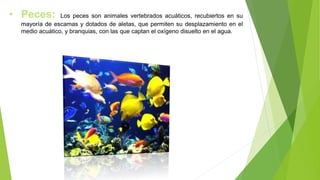 • Peces: Los peces son animales vertebrados acuáticos, recubiertos en su
mayoría de escamas y dotados de aletas, que permiten su desplazamiento en el
medio acuático, y branquias, con las que captan el oxígeno disuelto en el agua.
 