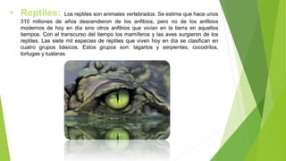 • Reptiles: Los reptiles son animales vertebrados. Se estima que hace unos
310 millones de años descendieron de los anfibios, pero no de los anfibios
modernos de hoy en día sino otros anfibios que vivían en la tierra en aquellos
tiempos. Con el transcurso del tiempo los mamíferos y las aves surgieron de los
reptiles. Las siete mil especies de reptiles que viven hoy en día se clasifican en
cuatro grupos básicos. Estos grupos son: lagartos y serpientes, cocodrilos,
tortugas y tuataras.
 
