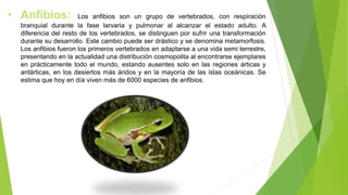 • Anfibios: Los anfibios son un grupo de vertebrados, con respiración
branquial durante la fase larvaria y pulmonar al alcanzar el estado adulto. A
diferencia del resto de los vertebrados, se distinguen por sufrir una transformación
durante su desarrollo. Este cambio puede ser drástico y se denomina metamorfosis.
Los anfibios fueron los primeros vertebrados en adaptarse a una vida semi terrestre,
presentando en la actualidad una distribución cosmopolita al encontrarse ejemplares
en prácticamente todo el mundo, estando ausentes solo en las regiones árticas y
antárticas, en los desiertos más áridos y en la mayoría de las islas oceánicas. Se
estima que hoy en día viven más de 6000 especies de anfibios.
 