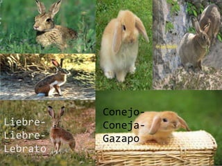 Conejo-
Coneja-
Gazapo
 