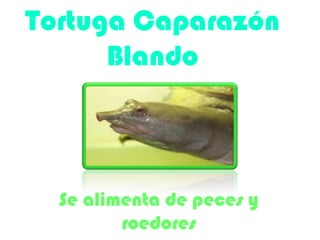 Tortuga Caparazón
Blando
Se alimenta de peces y
roedores
 