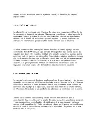 inventó la rueda; no tardó en aparecer la primera carreta y el animal de tiro encontró
empleo estable.
EVOLUCIÓN ARTIFICIAL
La adaptación a la convivencia con el hombre dio origen a un proceso de modificación de
las características físicas de los animales. Mientras que en su hábitat el animal dependía de
sus sentidos, agilidad y rapidez de reacción para alimentarse y librarse de depredadores,
viviendo con el hombre sus necesidades quedaron resueltas. El hombre seleccionó sus
animales por características que en su hábitat natural hubieran sido su perdición.
El animal doméstico debe ser tranquilo, manso, aumentar en tamaño y pelaje; las aves,
domesticadas hace 5.000 años, en lugar de volar debían producir más carne y huevos. La
selección para llenar estos requisitos modificó a los animales domésticos, haciendo que se
parecieran cada vez menos a sus antepasados. Esta evolución selectiva, en algunos casos de
más de 10.000 años, ha dado lugar a diferencias sustanciales, más allá del aspecto externo.
En todos los animales domésticos el cerebro se ha achicado con respecto al de sus
ancestros. Los que originalmente tuvieron los cerebros más desarrollados, como los
ungulados (que tienen cascos) y los depredadores, muestran la mayor reducción.
CEREBRO DOMESTICADO
La parte del cerebro que más disminuye es el neurocórtex, la parte funcional, y los sistemas
sensoriales que se conectan a él. Un cerdo doméstico tiene 41% menos visión y 31% menos
olfato que su antecesor, el jabalí. Su sistema límbico, que lo mantiene alerta, controla sus
reacciones ante el peligro y su agresividad, necesarias para defenderse y obtener alimento,
es 40% menor. El resultado es una conducta más adecuada a la convivencia con el hombre.
Además de los cambios en el cerebro y sistema nervioso, fundamentales para la
domesticación, hay otros. El peso y el tamaño del animal doméstico generalmente es mayor
y otras características, como el pelaje, y la distribución de la masa muscular, varían de
acuerdo con la especialización. Todos los animales criados por el hombre han perdido masa
encefálica: desde el cerdo (33,6%), el carnero (24%), el cuy (13,5%) pasando por la llama
(17,6%), hasta la rata (8,7%).
 