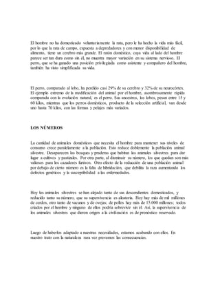 El hombre no ha domesticado voluntariamente la rata, pero le ha hecho la vida más fácil,
por lo que la rata de campo, expuesta a depredadores y con menor disponibilidad de
alimento, tiene un cerebro más grande. El ratón doméstico, cuya vida al lado del hombre
parece ser tan dura como sin él, no muestra mayor variación en su sistema nervioso. El
perro, que se ha ganado una posición privilegiada como asistente y compañero del hombre,
también ha visto simplificada su vida.
El perro, comparado al lobo, ha perdido casi 29% de su cerebro y 32% de su neurocórtex.
El ejemplo extremo de la modificación del animal por el hombre, asombrosamente rápida
comparada con la evolución natural, es el perro. Sus ancestros, los lobos, pesan entre 15 y
60 kilos, mientras que los perros domésticos, producto de la selección artificial, van desde
uno hasta 70 kilos, con las formas y pelajes más variados.
LOS NÚMEROS
La cantidad de animales domésticos que necesita el hombre para mantener sus niveles de
consumo crece paralelamente a la población. Esto reduce doblemente la población animal
silvestre. Desaparecen los bosques y praderas que habitan los animales silvestres para dar
lugar a cultivos y pastizales. Por otra parte, al disminuir su número, los que quedan son más
valiosos para los cazadores furtivos. Otro efecto de la reducción de una población animal
por debajo de cierto número es la falta de hibridación, que debilita la raza aumentando los
defectos genéticos y la susceptibilidad a las enfermedades.
Hoy los animales silvestres se han alejado tanto de sus descendientes domesticados, y
reducido tanto su número, que su supervivencia es aleatoria. Hoy hay más de mil millones
de cerdos, otro tanto de vacunos y de ovejas; de pollos hay más de 15.000 millones; todos
criados por el hombre y ninguno de ellos podría sobrevivir sin él. Así, la supervivencia de
los animales silvestres que dieron origen a la civilización es de pronóstico reservado.
Luego de haberlos adaptado a nuestras necesidades, estamos acabando con ellos. En
nuestro trato con la naturaleza rara vez prevemos las consecuencias.
 