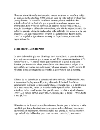 El animal doméstico debe ser tranquilo, manso, aumentar en tamaño y pelaje;
las aves, domesticadas hace 5.000 años, en lugar de volar debían producir más
carne y huevos. La selección para llenar estos requisitos modificó a los
animales domésticos, haciendo que se parecieran cada vez menos a sus
antepasados. Esta evolución selectiva, en algunos casos de más de 10.000
años, ha dado lugar a diferencias sustanciales, más allá del aspecto externo. En
todos los animales domésticos el cerebro se ha achicado conrespecto al de sus
ancestros. Los que originalmente tuvieron los cerebros más desarrollados,
como los ungulados (que tienen cascos) y los depredadores, muestran la
mayor reducción.
CEREBRODOMESTICADO
La parte del cerebro que más disminuye es el neurocórtex, la parte funcional,
y los sistemas sensoriales que se conectan a él. Un cerdo doméstico tiene 41%
menos visión y 31% menos olfato que su antecesor, el jabalí. Su sistema
límbico, que lo mantiene alerta, controla sus reacciones ante el peligro y su
agresividad, necesarias para defenderse y obtener alimento, es 40% menor. El
resultado es una conductamás adecuada a la convivencia con el hombre.
Además de los cambios en el cerebro y sistema nervioso, fundamentales para
la domesticación, hay otros. El peso y el tamaño del animal doméstico
generalmente es mayor y otras características, como el pelaje, y la distribución
de la masa muscular, varían de acuerdo conla especialización. Todos los
animales criados porel hombre han perdido masa encefálica: desdeel cerdo
(33,6%), el carnero (24%), el cuy (13,5%) pasando porla llama (17,6%), hasta
la rata (8,7%).
El hombre no ha domesticado voluntariamente la rata, pero le ha hecho la vida
más fácil, por lo que la rata de campo, expuesta a depredadores y con menor
disponibilidad de alimento, tiene un cerebro más grande. El ratón doméstico,
cuya vida al lado del hombre parece ser tan dura como sin él, no muestra
 