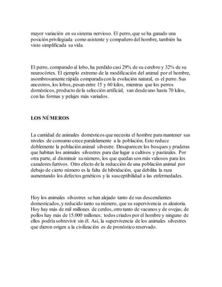 mayor variación en su sistema nervioso. El perro, que se ha ganado una
posición privilegiada como asistente y compañero del hombre, también ha
visto simplificada su vida.
El perro, comparado al lobo, ha perdido casi 29% de su cerebro y 32% de su
neurocórtex. El ejemplo extremo de la modificación del animal por el hombre,
asombrosamente rápida comparadacon la evolución natural, es el perro. Sus
ancestros, los lobos, pesan entre 15 y 60 kilos, mientras que los perros
domésticos, producto dela selección artificial, van desdeuno hasta 70 kilos,
con las formas y pelajes más variados.
LOS NÚMEROS
La cantidad de animales domésticos que necesita el hombre para mantener sus
niveles de consumo crece paralelamente a la población. Esto reduce
doblemente la población animal silvestre. Desaparecen los bosques y praderas
que habitan los animales silvestres para dar lugar a cultivos y pastizales. Por
otra parte, al disminuir su número, los que quedan son más valiosos para los
cazadores furtivos. Otro efecto de la reducción de una población animal por
debajo de cierto número es la falta de hibridación, que debilita la raza
aumentando los defectos genéticos y la susceptibilidad a las enfermedades.
Hoy los animales silvestres se han alejado tanto de sus descendientes
domesticados, y reducido tanto su número, que su supervivencia es aleatoria.
Hoy hay más de mil millones de cerdos, otro tanto de vacunos y de ovejas; de
pollos hay más de 15.000 millones; todos criados por el hombre y ninguno de
ellos podríasobrevivir sin él. Así, la supervivencia de los animales silvestres
que dieron origen a la civilización es de pronóstico reservado.
 