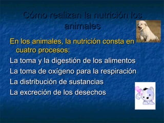 Cómo realizan la nutrición losCómo realizan la nutrición los
animalesanimales
En los animales, la nutrición consta enEn los animales, la nutrición consta en
cuatro procesos:cuatro procesos:
La toma y la digestión de los alimentosLa toma y la digestión de los alimentos
La toma de oxígeno para la respiraciónLa toma de oxígeno para la respiración
La distribución de sustanciasLa distribución de sustancias
La excreción de los desechosLa excreción de los desechos
 