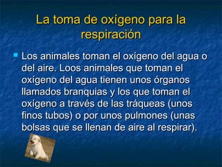 La toma de oxígeno para laLa toma de oxígeno para la
respiraciónrespiración
 Los animales toman el oxígeno del agua oLos animales toman el oxígeno del agua o
del aire. Loos animales que toman eldel aire. Loos animales que toman el
oxígeno del agua tienen unos órganosoxígeno del agua tienen unos órganos
llamados branquias y los que toman elllamados branquias y los que toman el
oxígeno a través de las tráqueas (unosoxígeno a través de las tráqueas (unos
finos tubos) o por unos pulmones (unasfinos tubos) o por unos pulmones (unas
bolsas que se llenan de aire al respirar).bolsas que se llenan de aire al respirar).
 