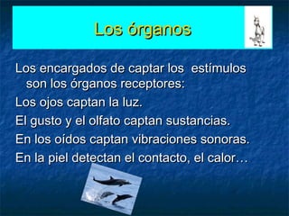 Los órganosLos órganos
Los encargados de captar los estímulosLos encargados de captar los estímulos
son los órganos receptores:son los órganos receptores:
Los ojos captan la luz.Los ojos captan la luz.
El gusto y el olfato captan sustancias.El gusto y el olfato captan sustancias.
En los oídos captan vibraciones sonoras.En los oídos captan vibraciones sonoras.
En la piel detectan el contacto, el calor…En la piel detectan el contacto, el calor…
 