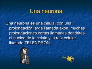 Una neuronaUna neurona
Una neurona es una célula, con unaUna neurona es una célula, con una
prolongación larga llamada axón, muchasprolongación larga llamada axón, muchas
prolongaciones cortas llamadas dendritas,prolongaciones cortas llamadas dendritas,
el núcleo de la célula y la raíz celularel núcleo de la célula y la raíz celular
llamada TELENDRÓN.llamada TELENDRÓN.
 
