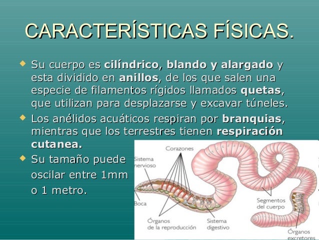 Los anélidos o gusanos