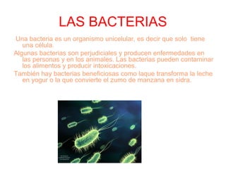 LAS BACTERIAS
Una bacteria es un organismo unicelular, es decir que solo tiene
una célula.
Algunas bacterias son perjudiciales y producen enfermedades en
las personas y en los animales. Las bacterias pueden contaminar
los alimentos y producir intoxicaciones.
También hay bacterias beneficiosas como laque transforma la leche
en yogur o la que convierte el zumo de manzana en sidra.
 