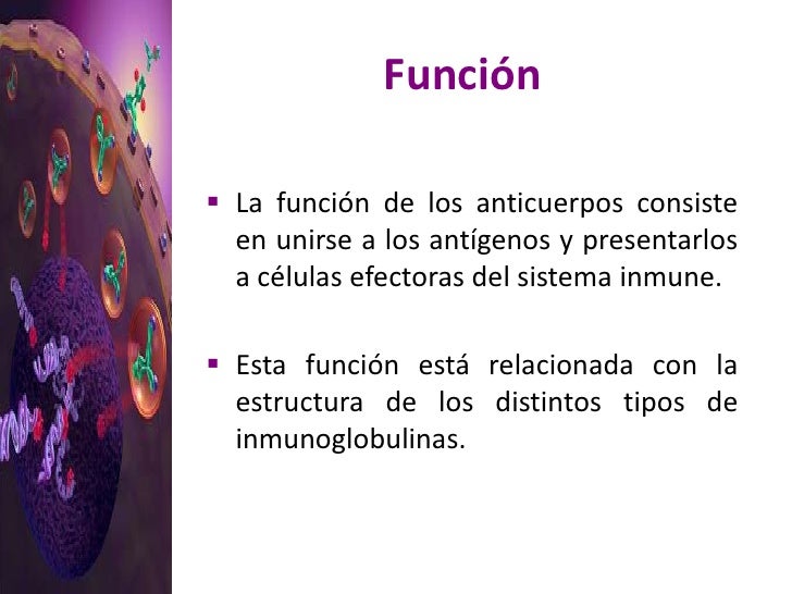 Los anticuerpos