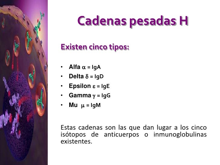 tipos de cadenas ligeras anticuerpos los anticuerpos tipos de cadenas ligeras anticuerpos los anticuerpos
