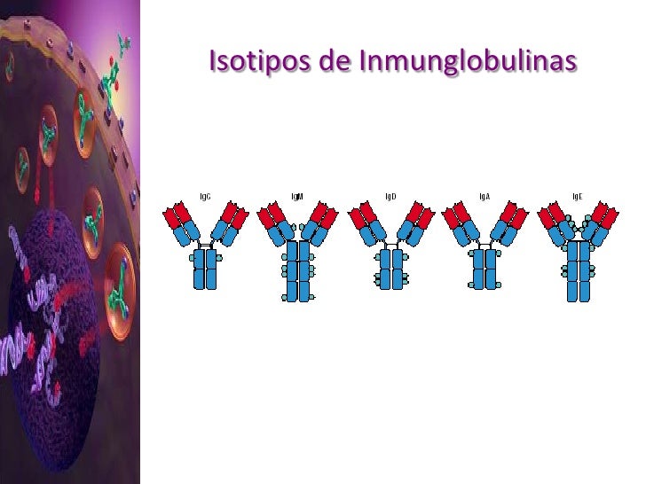 tipos de cadenas ligeras anticuerpos los anticuerpos tipos de cadenas ligeras anticuerpos los anticuerpos