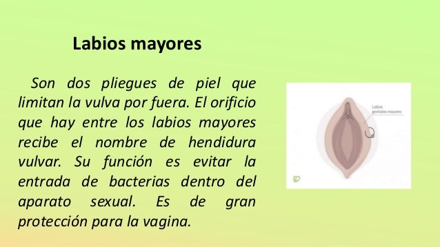 Los aparatos reproductores