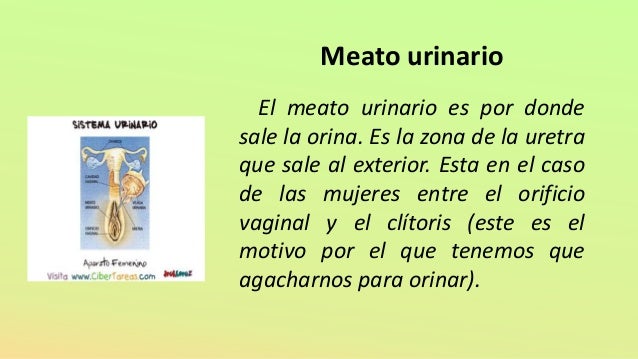 cual es la funcion del meato uretral cual es la funcion del meato uretral