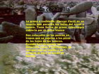 La cochinilla
La grana o cochinilla (Caccus Cacti) es un
insecto que parasita las hojas del nopal o
tunera. Tiene forma de grano rojizo-negro
cubierto por un polvo blanco

Son colocados en las pencas en
trapos que se sujetan a los picos
de las hojas de las tuneras.
Cuando han alcanzado su
desarrollo (unos 8 milímetros), se
recogen con un cepillo y se
colocan al sol o se secan en
hornos.
 
