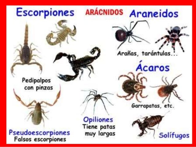 Numero De Patas De Los Aracnidos