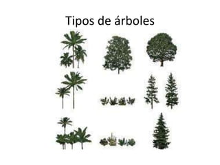 Tipos de árboles
 