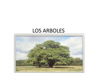 LOS ARBOLES
 