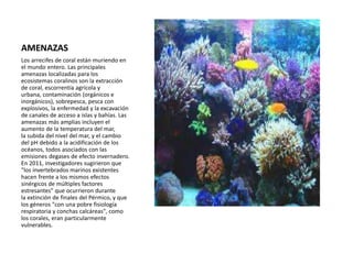 AMENAZAS
Los arrecifes de coral están muriendo en
el mundo entero. Las principales
amenazas localizadas para los
ecosistemas coralinos son la extracción
de coral, escorrentía agrícola y
urbana, contaminación (orgánicos e
inorgánicos), sobrepesca, pesca con
explosivos, la enfermedad y la excavación
de canales de acceso a islas y bahías. Las
amenazas más amplias incluyen el
aumento de la temperatura del mar,
la subida del nivel del mar, y el cambio
del pH debido a la acidificación de los
océanos, todos asociados con las
emisiones degases de efecto invernadero.
En 2011, investigadores sugirieron que
"los invertebrados marinos existentes
hacen frente a los mismos efectos
sinérgicos de múltiples factores
estresantes" que ocurrieron durante
la extinción de finales del Pérmico, y que
los géneros "con una pobre fisiología
respiratoria y conchas calcáreas", como
los corales, eran particularmente
vulnerables.
 