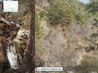 EL ARROYO CEBADILLAS
 