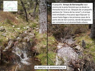 El pequeño Arroyo de Barranquilla nace
              encima de la pista forestal que va desde La
              Penosilla hacia el sur. Después de un pequeño
              pantano (la “charca de las ranas”), el arroyo
              está entubado y muy poca agua baja por su
              cauce hasta llegar a las primeras casas de la
              parte alta de San Lorenzo, donde desaparece
              por completo en el alcantarillado urbano.




EL ARROYO DE BARRANQUILLA
 
