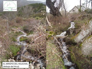 EL ARROYO DEL HELECHAL
(debajo del Arca)
 