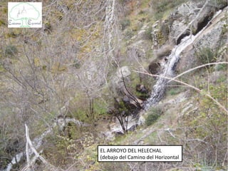 EL ARROYO DEL HELECHAL
(debajo del Camino del Horizontal
 