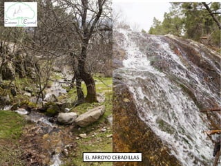 EL ARROYO CEBADILLAS
 