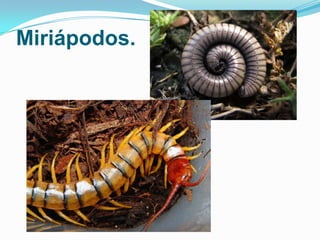 Miriápodos.

 