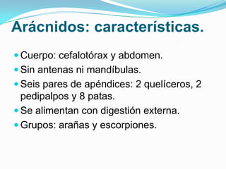 Arácnidos: características.
 Cuerpo: cefalotórax y abdomen.
 Sin antenas ni mandíbulas.
 Seis pares de apéndices: 2 quelíceros, 2

pedipalpos y 8 patas.
 Se alimentan con digestión externa.
 Grupos: arañas y escorpiones.

 