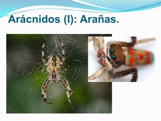 Arácnidos (I): Arañas.

 