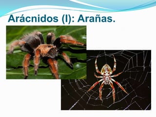 Arácnidos (I): Arañas.

 