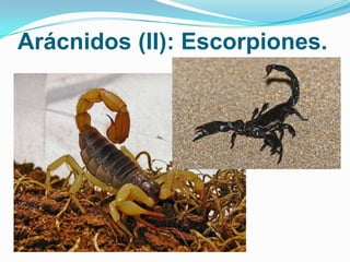 Arácnidos (II): Escorpiones.

 