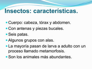 Insectos: características.
 Cuerpo: cabeza, tórax y abdomen.
 Con antenas y piezas bucales.
 Seis patas.

 Algunos grupos con alas.
 La mayoría pasan de larva a adulto con un

proceso llamado metamorfosis.
 Son los animales más abundantes.

 