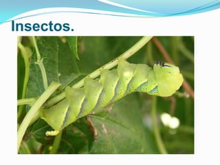 Insectos.

 