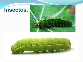 Insectos.

 