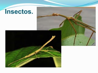 Insectos.

 