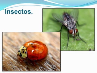 Insectos.

 