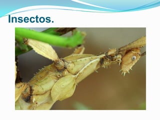 Insectos.

 