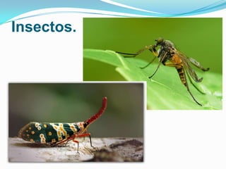 Insectos.

 