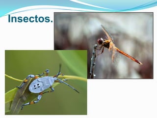 Insectos.

 
