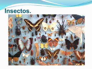 Insectos.

 